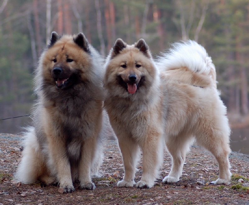 Aili des Legendes de Retz