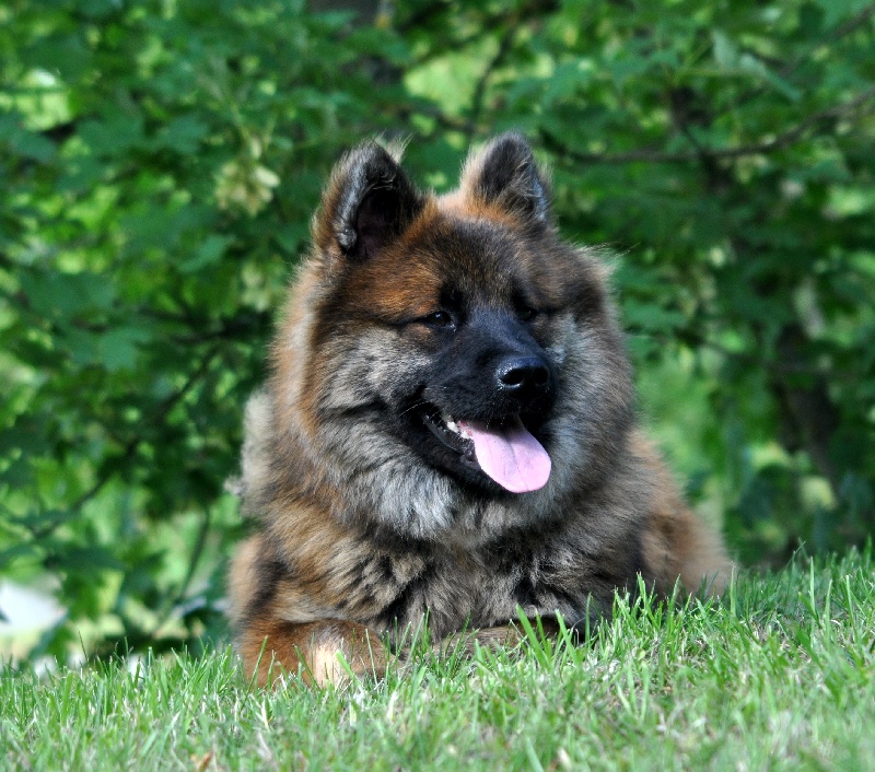 CH. Fidzilla des Legendes de Retz