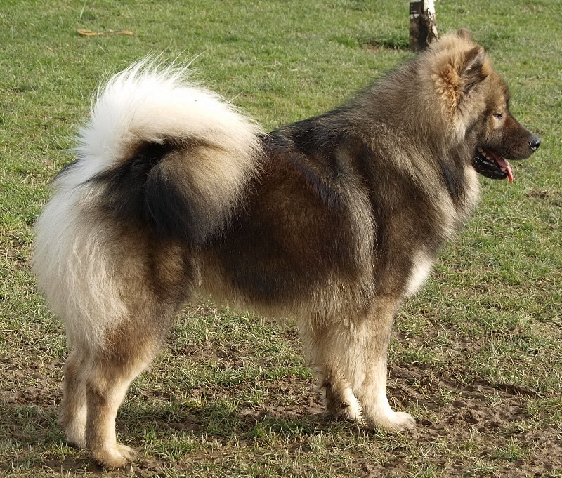 CH. Doubai des Legendes de Retz