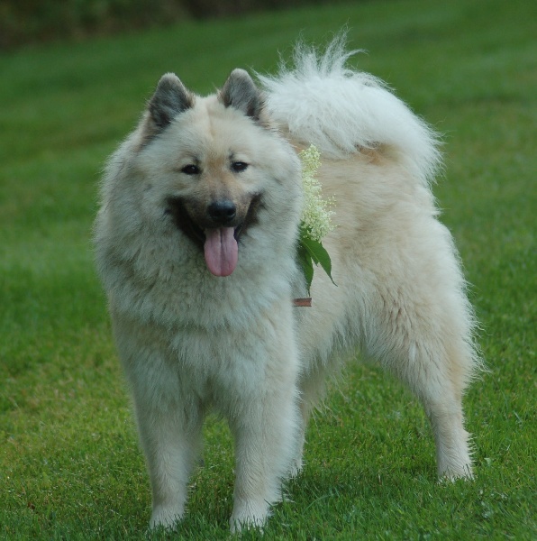 Aili des Legendes de Retz