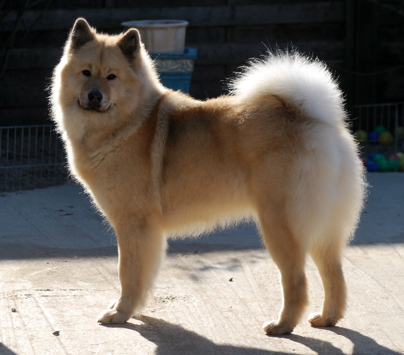 CH. leiionspitz Yellow