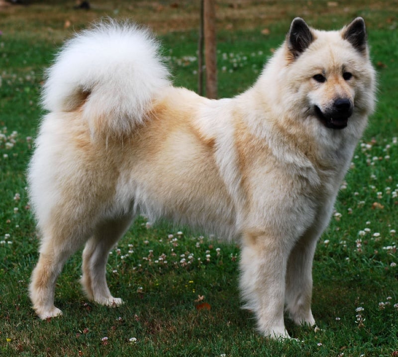 CH. leiionspitz Yellow