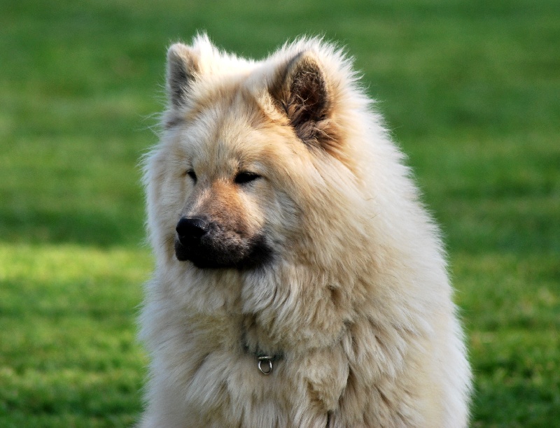 CH. Cylaos von valliberg