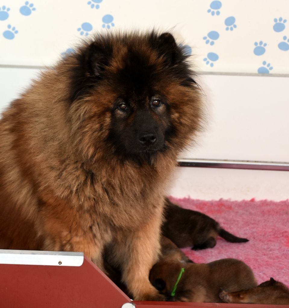 chiot Eurasier des Legendes de Retz