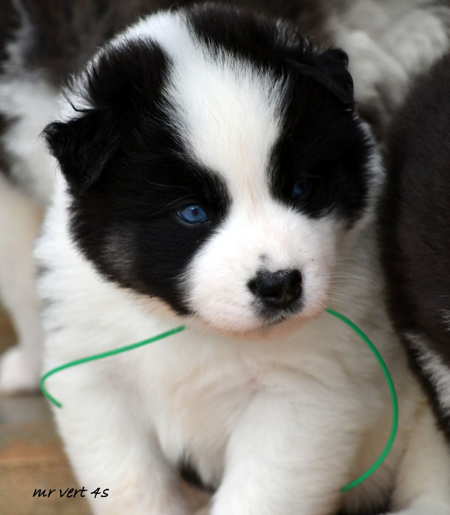 CHIOT