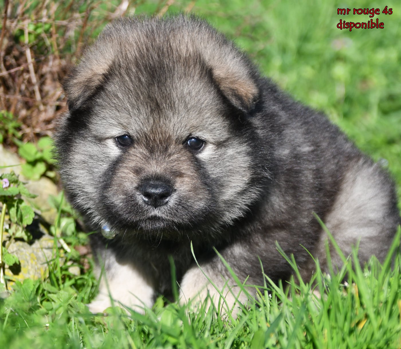 Chiot N°2 - Eurasier