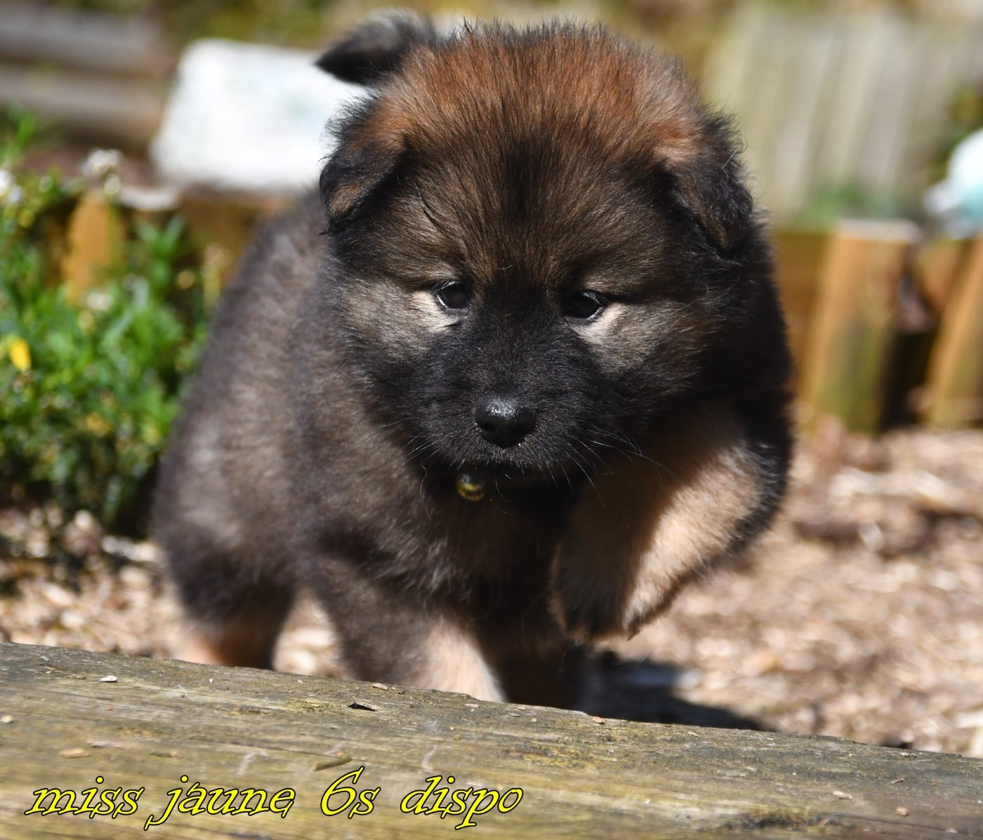 Eurasier - des Legendes de Retz