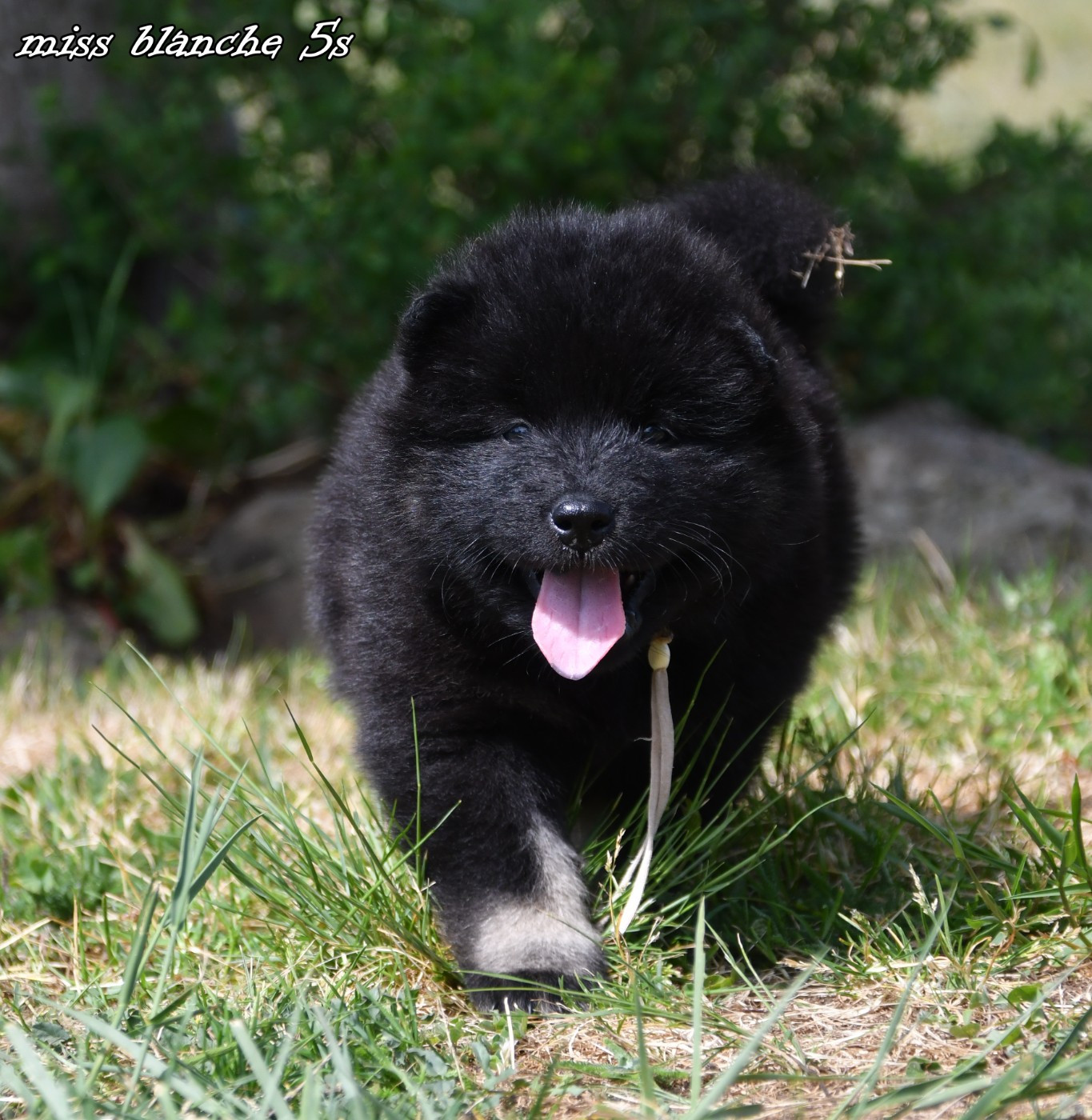 CHIOT 1