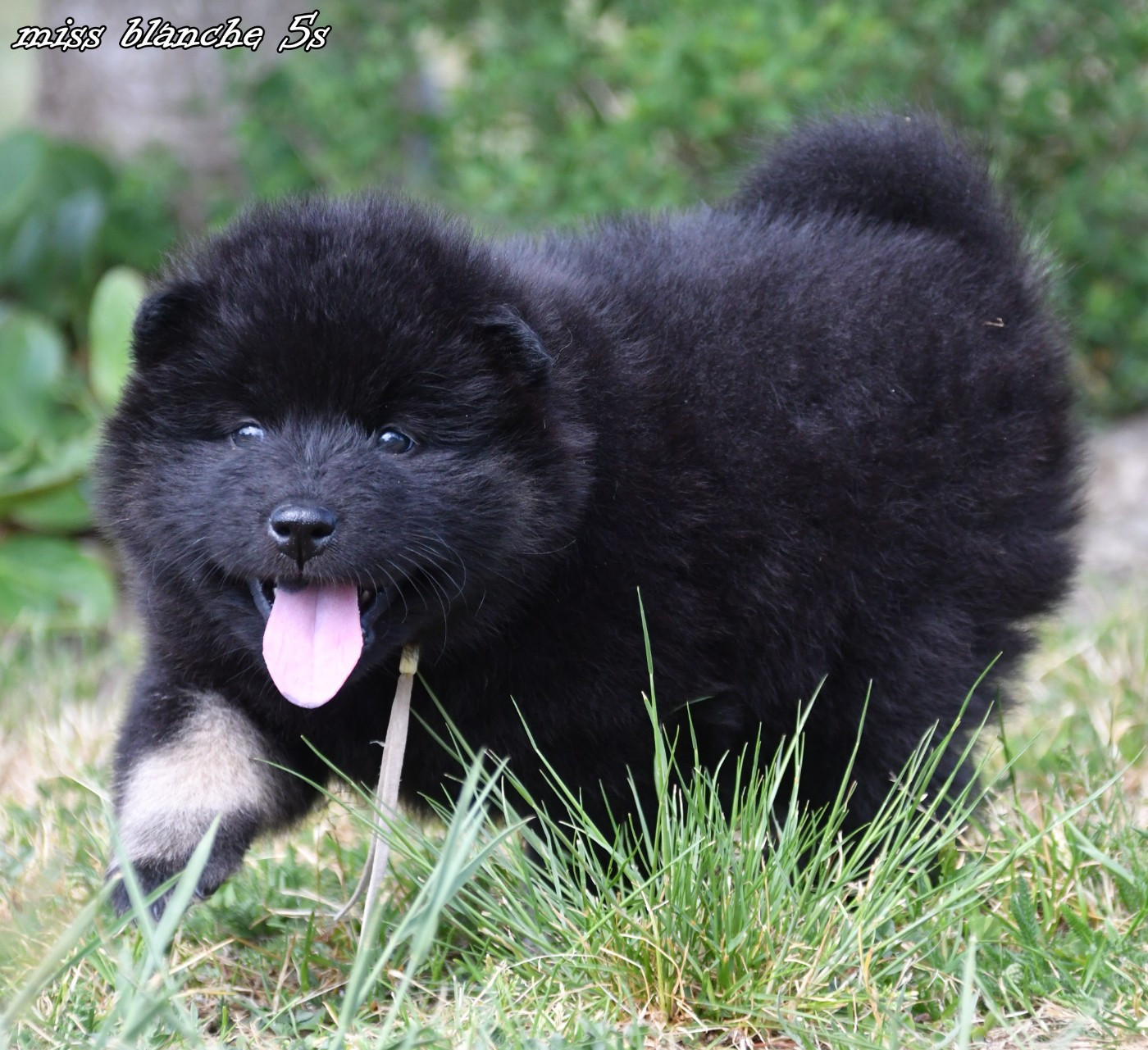 CHIOT 1