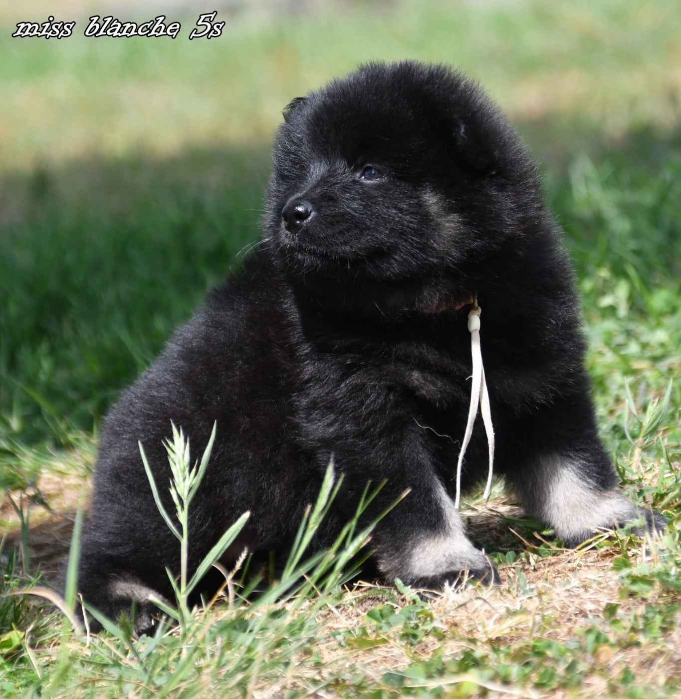 CHIOT 1