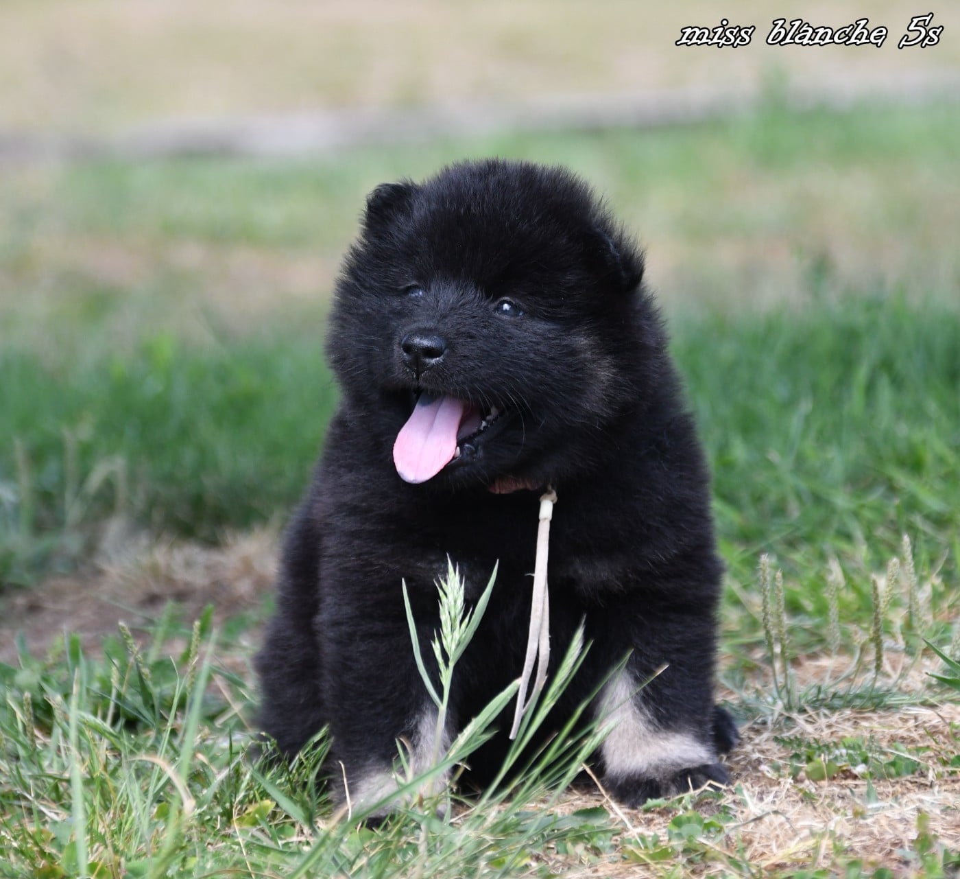 CHIOT 1