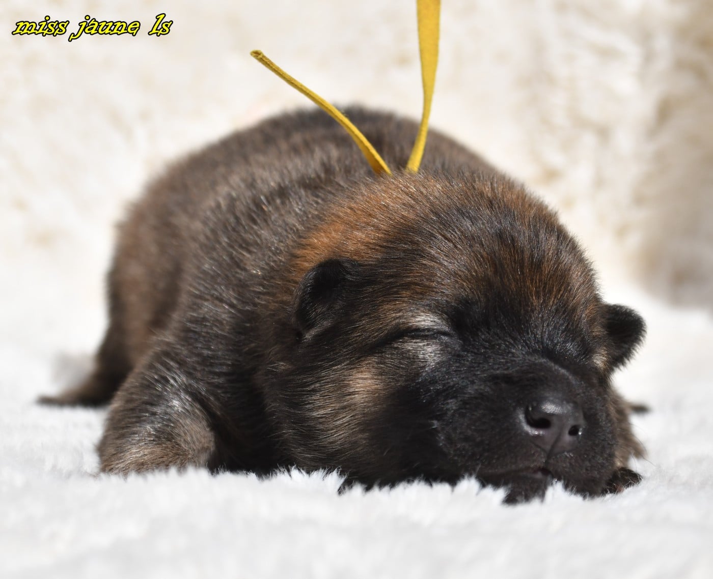 CHIOT 1