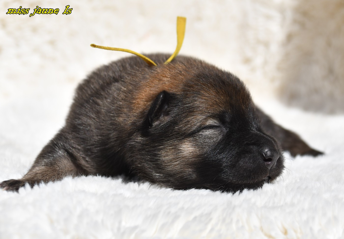 CHIOT 1