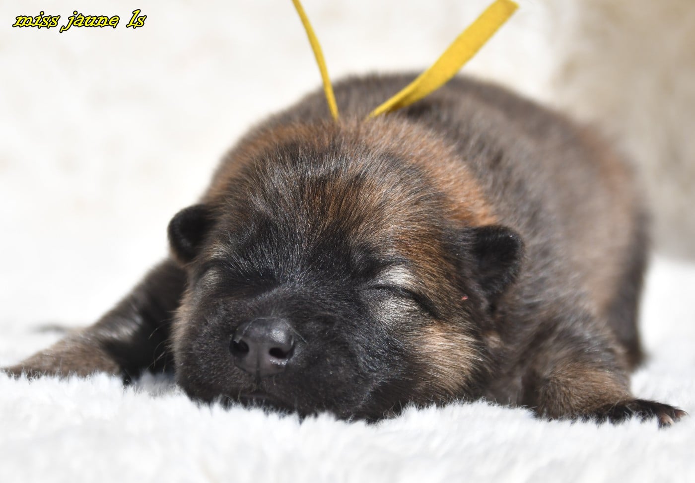 CHIOT 1