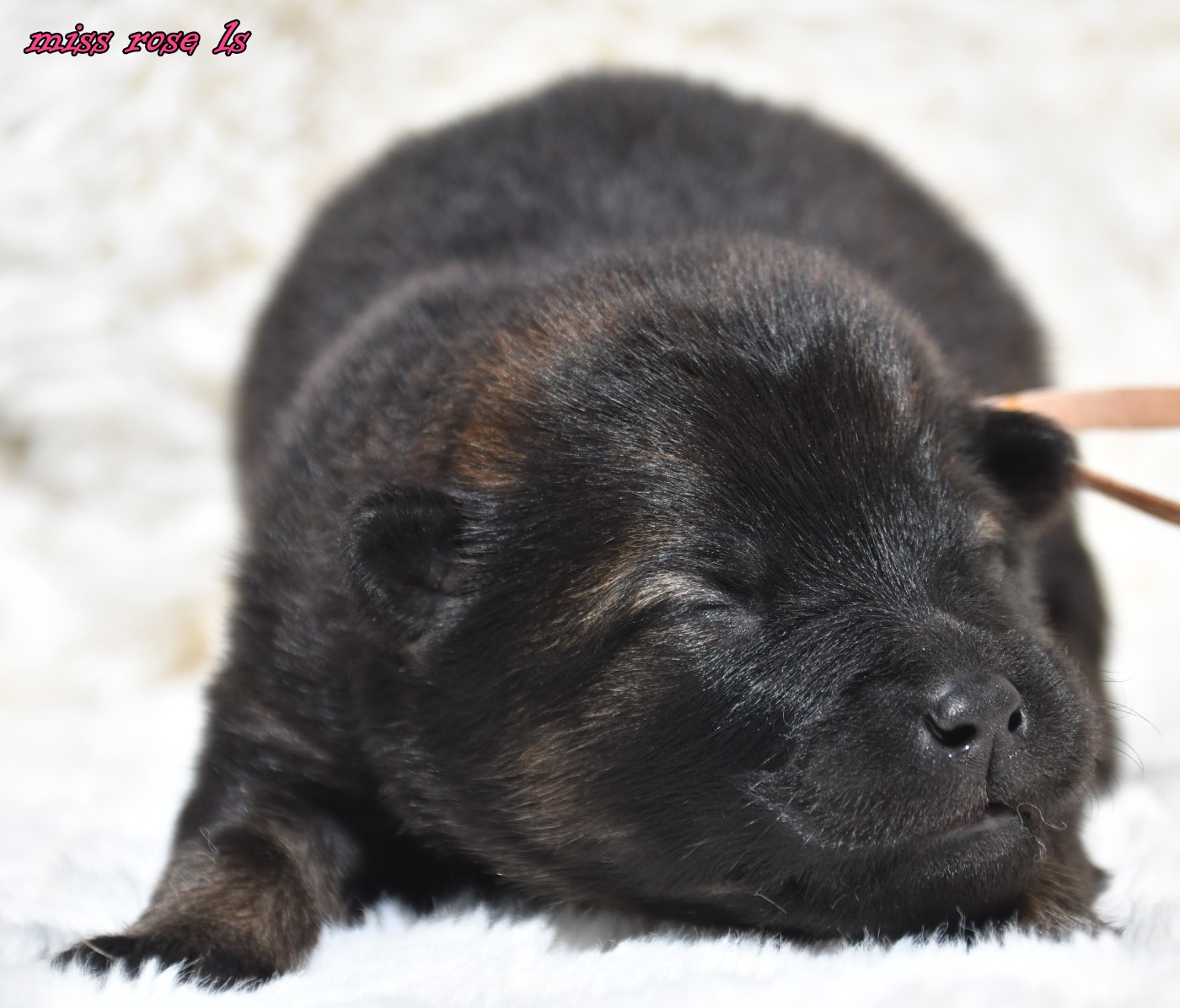 CHIOT 2