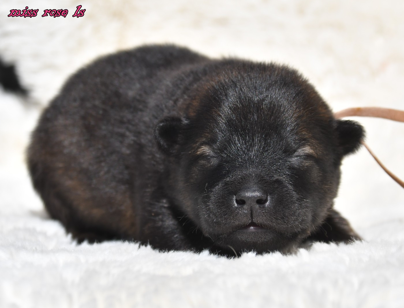 CHIOT 2