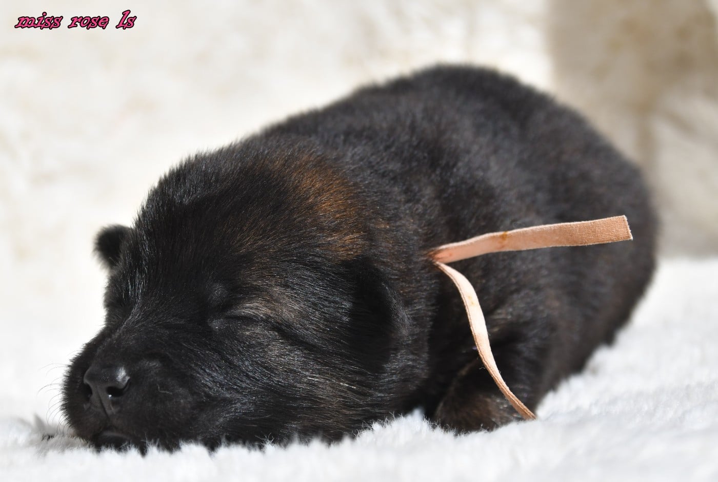 CHIOT 2