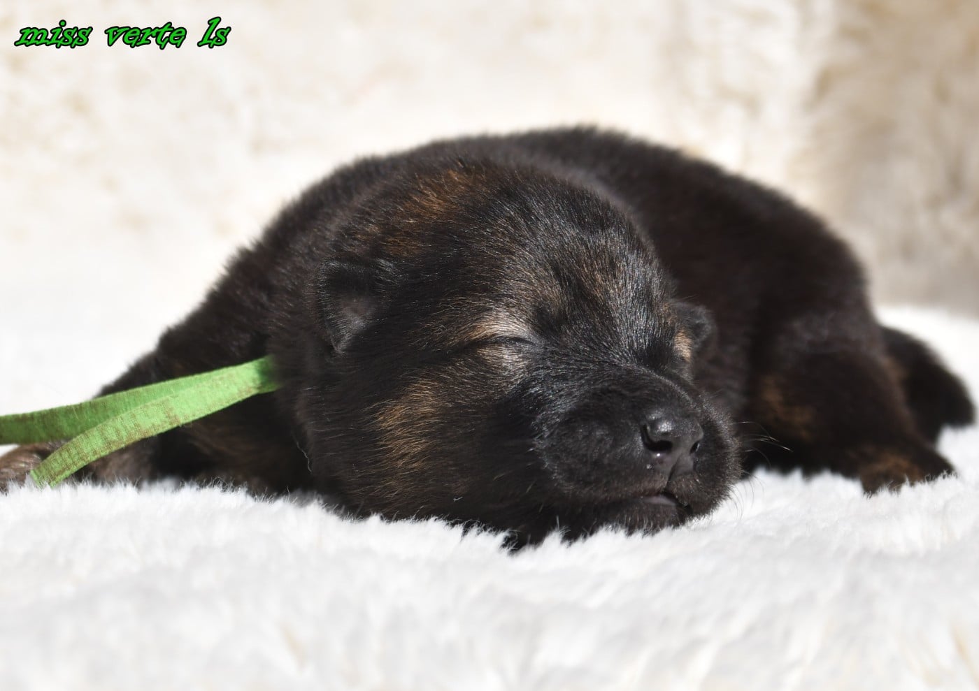 CHIOT 3