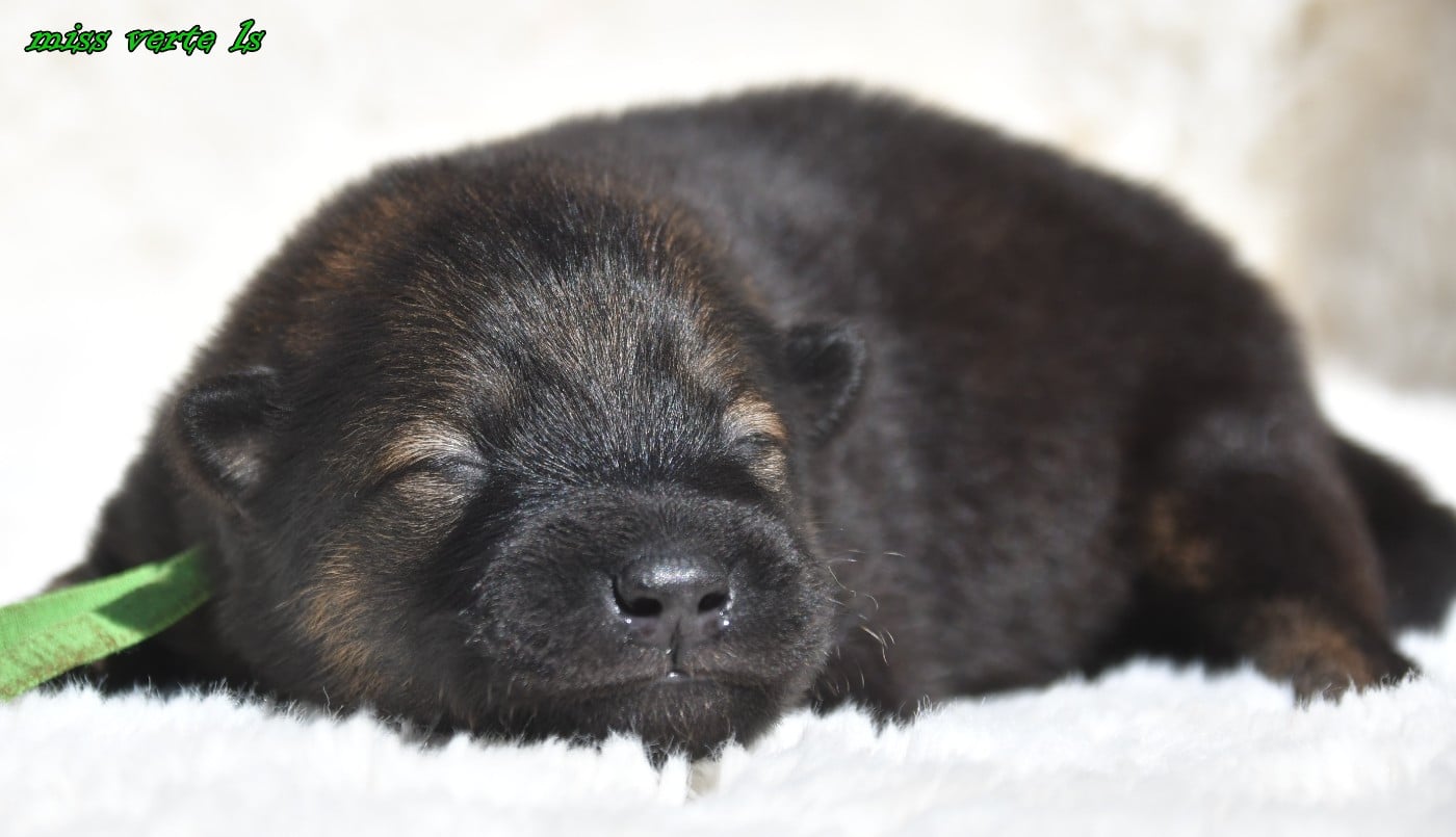 CHIOT 3