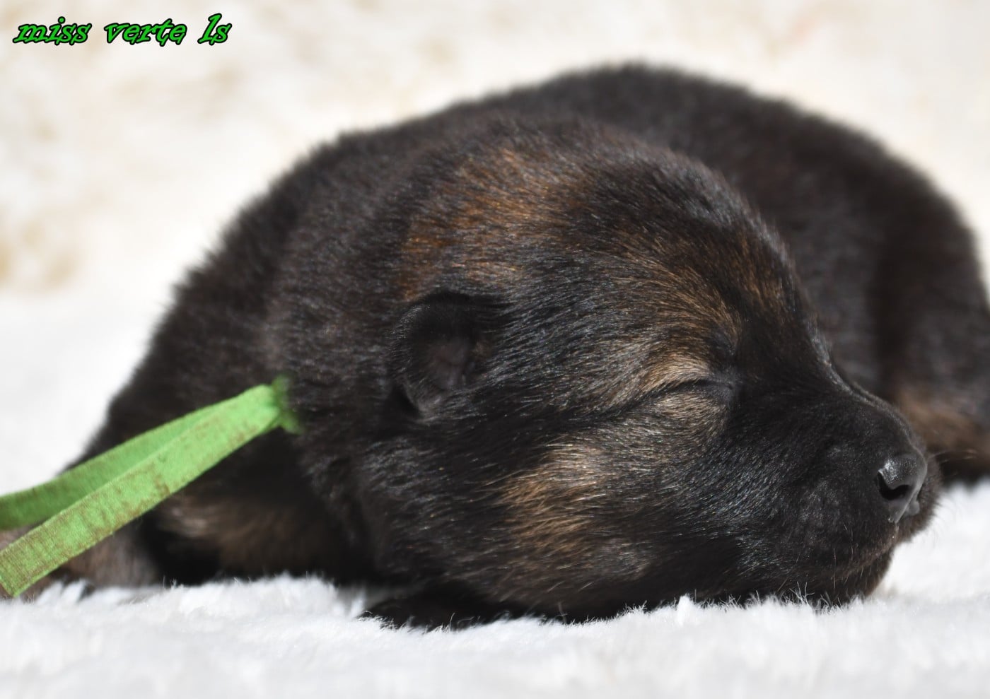 CHIOT 3