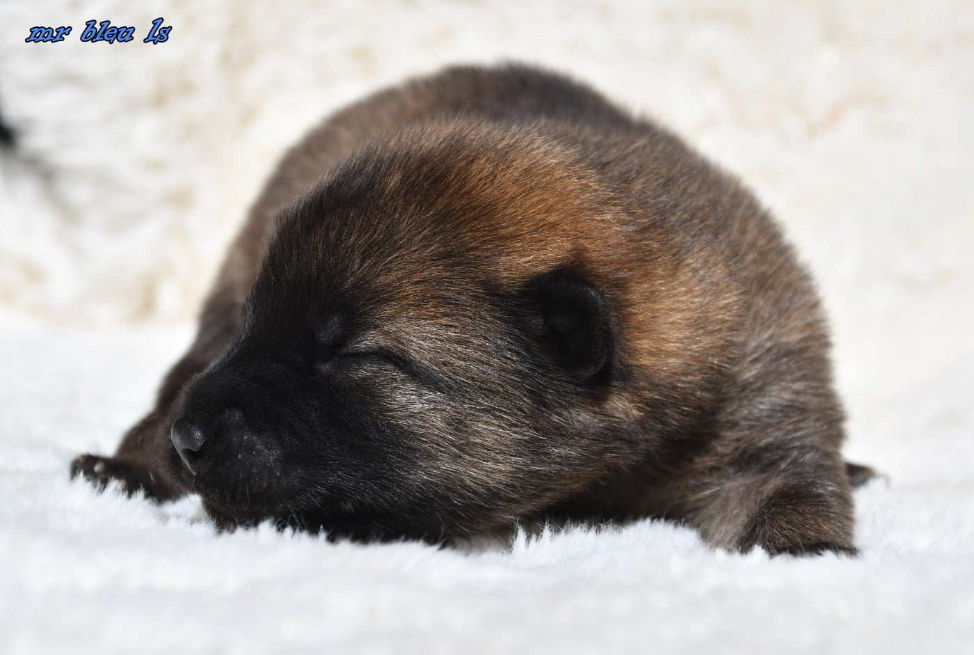 CHIOT 4