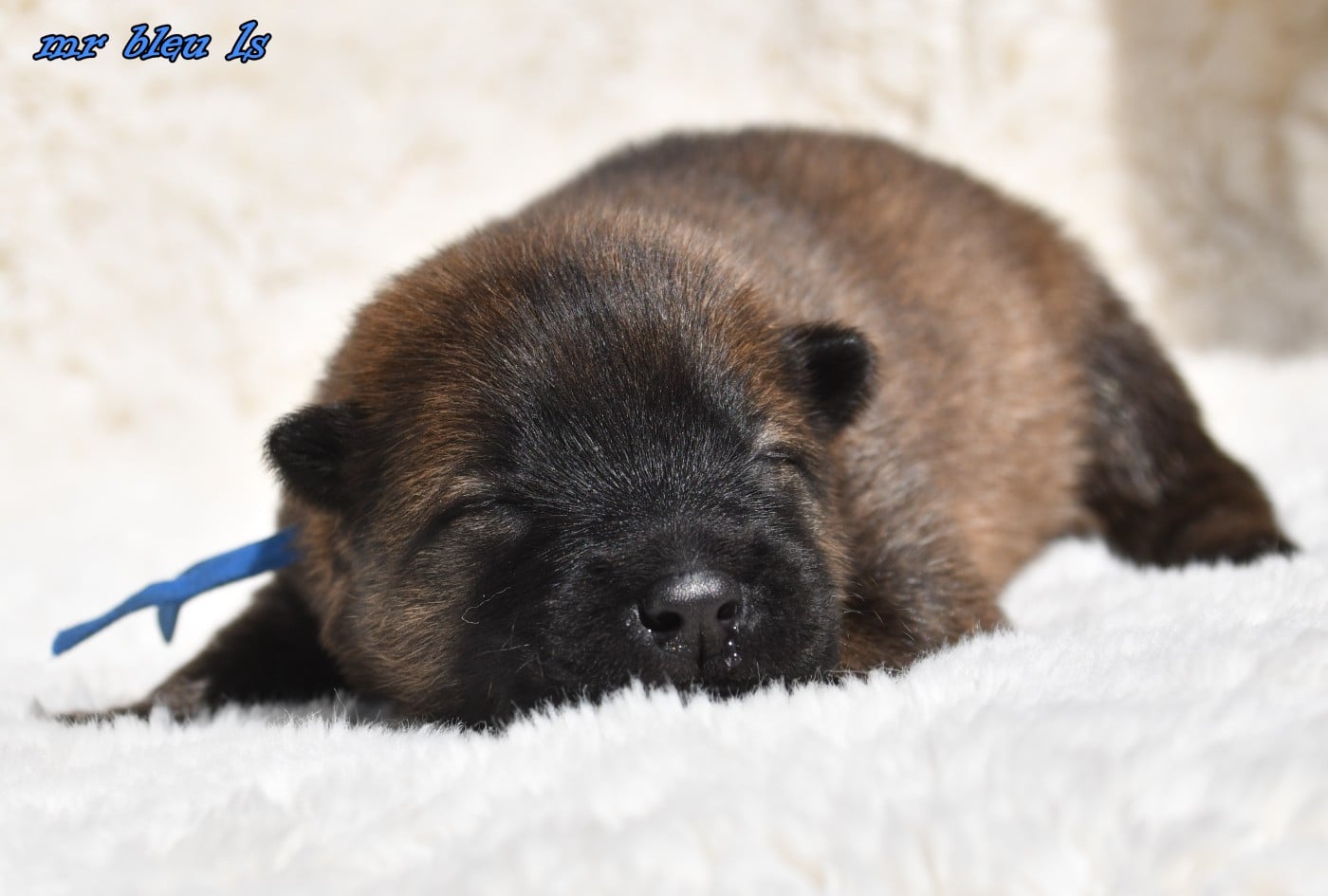 CHIOT 4