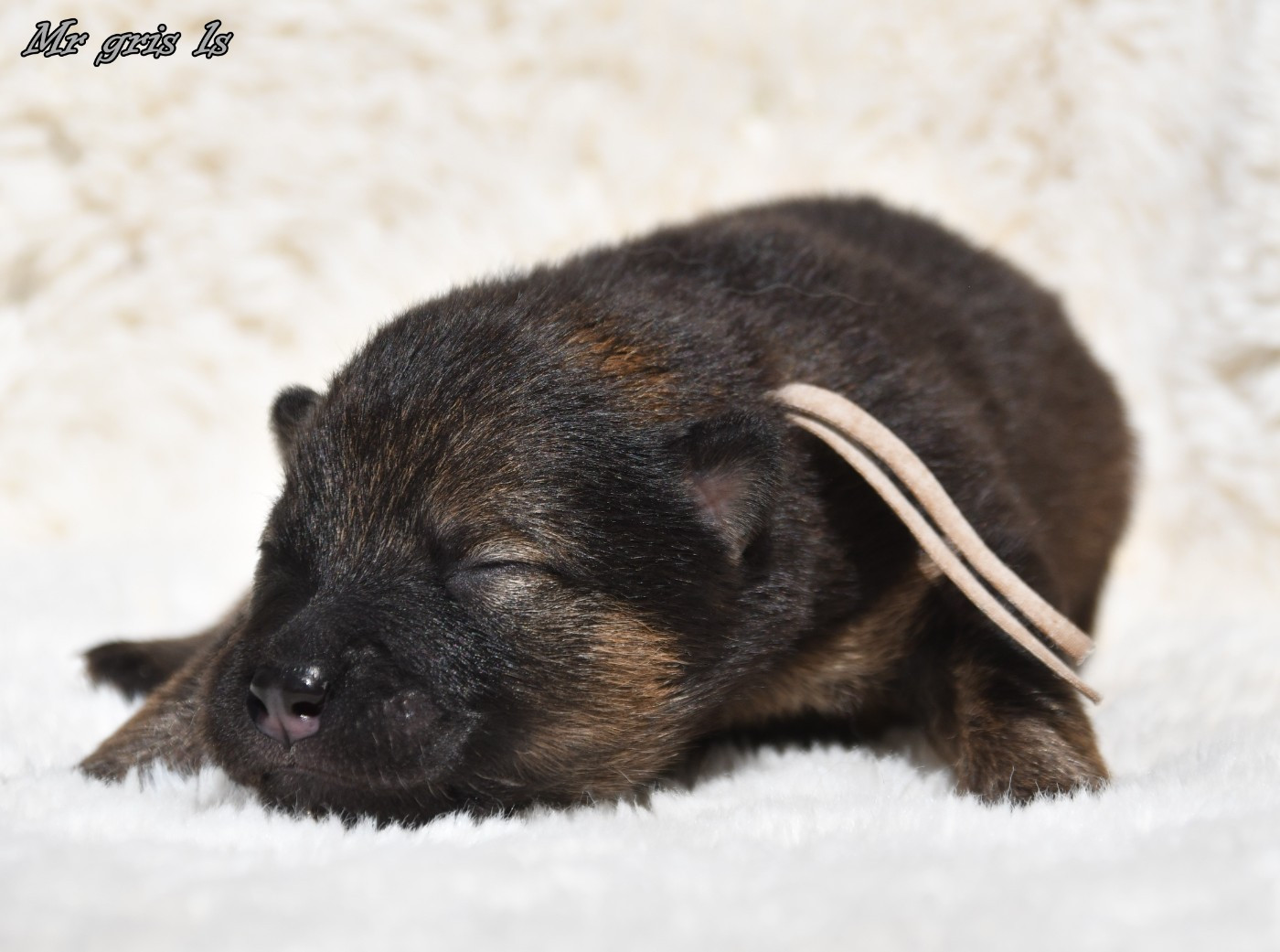 CHIOT 5