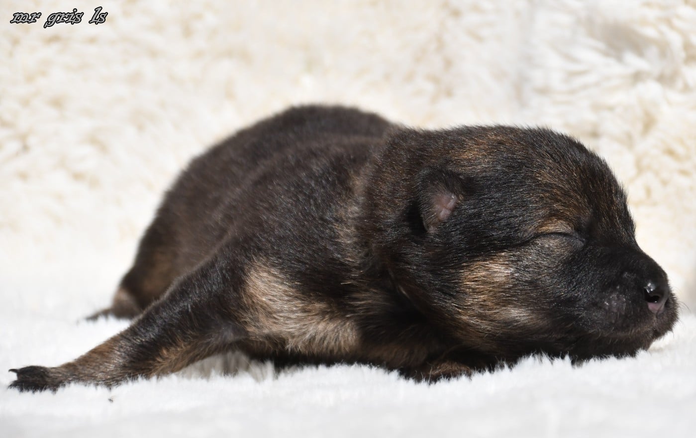 CHIOT 5