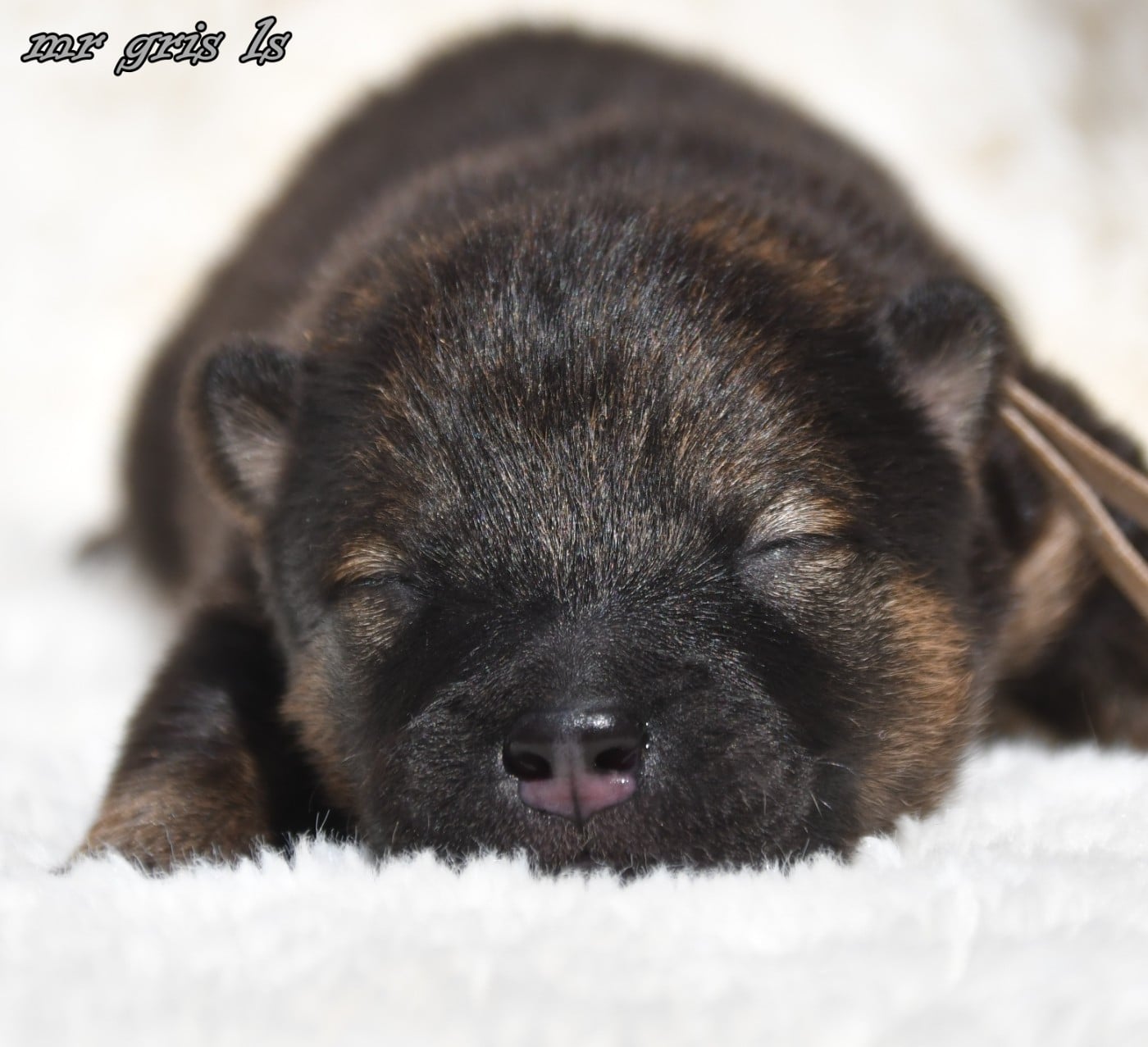 CHIOT 5