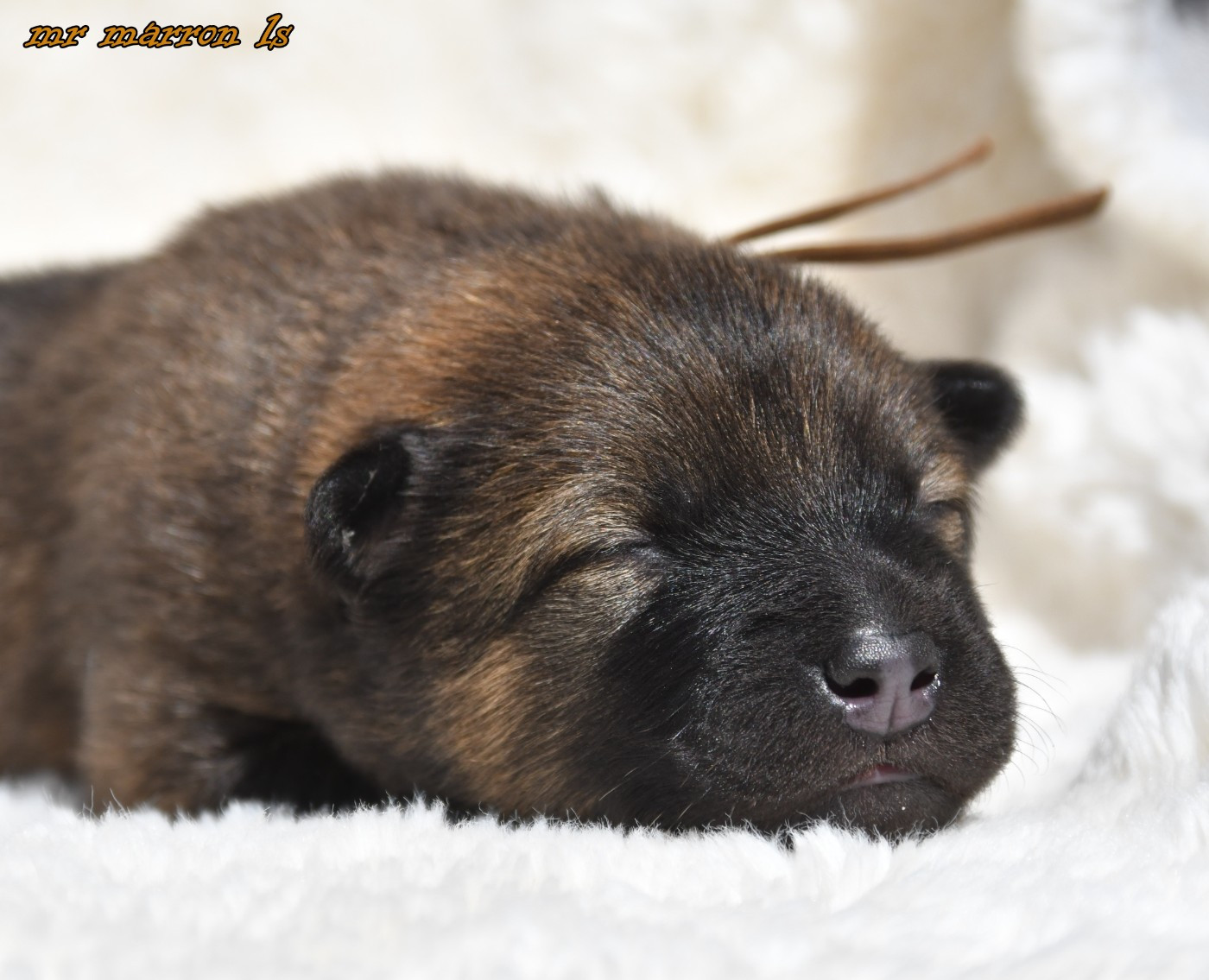 CHIOT 6