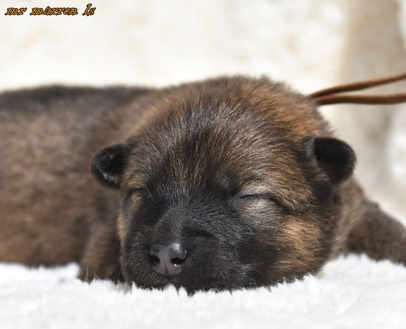 CHIOT 6