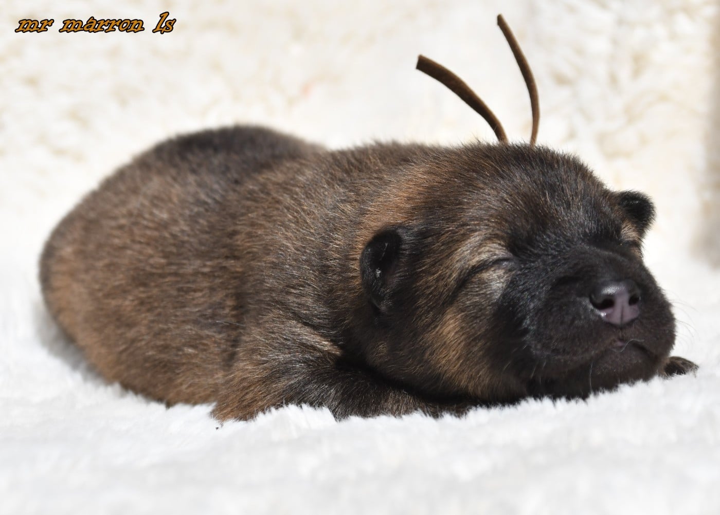 CHIOT 6