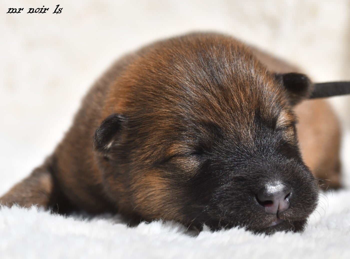 CHIOT 7