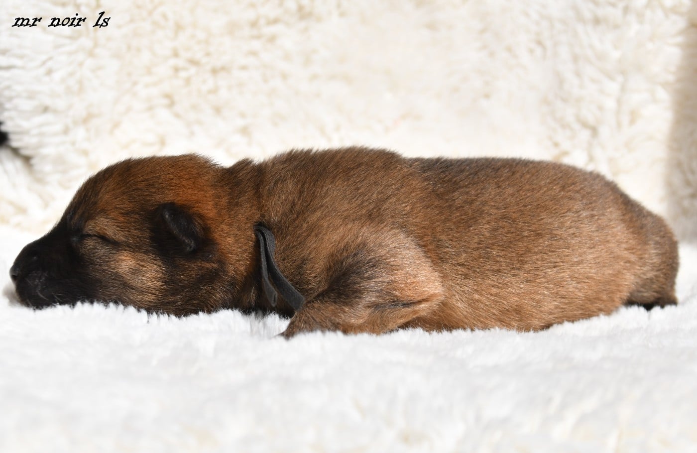 CHIOT 7