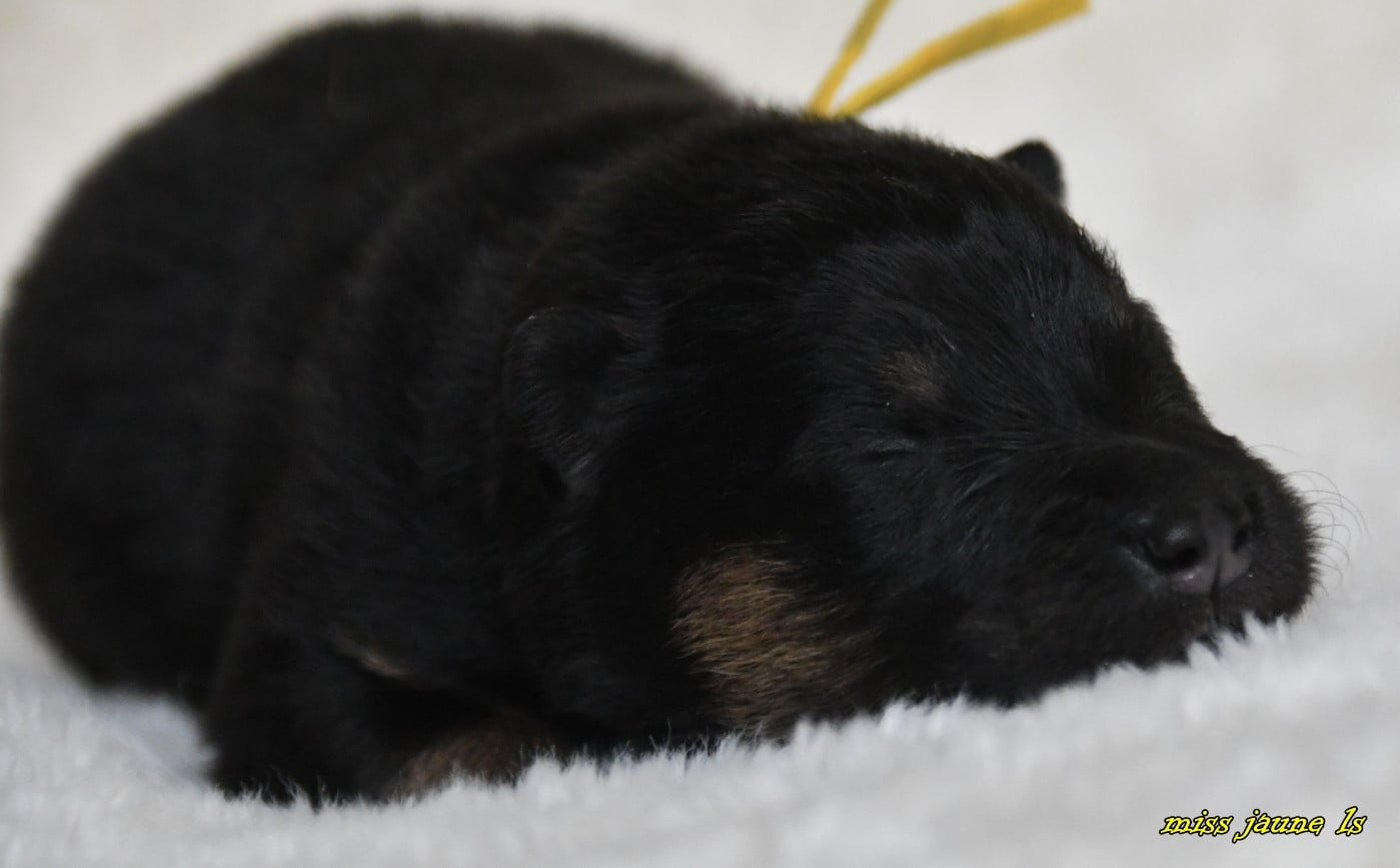 CHIOT 1