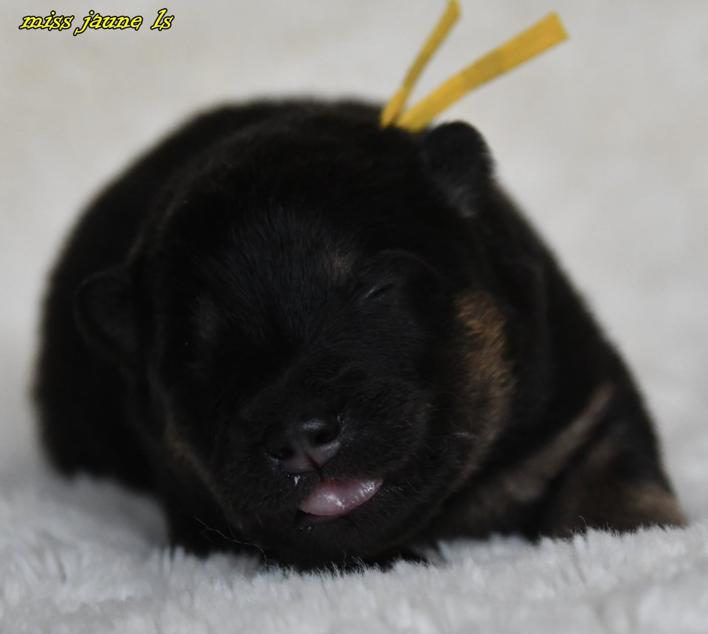CHIOT 1