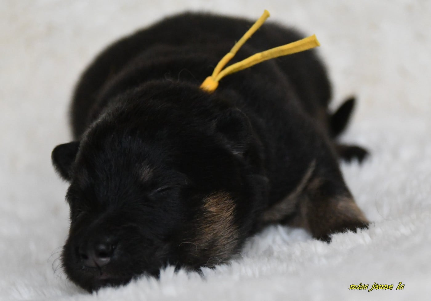 CHIOT 1