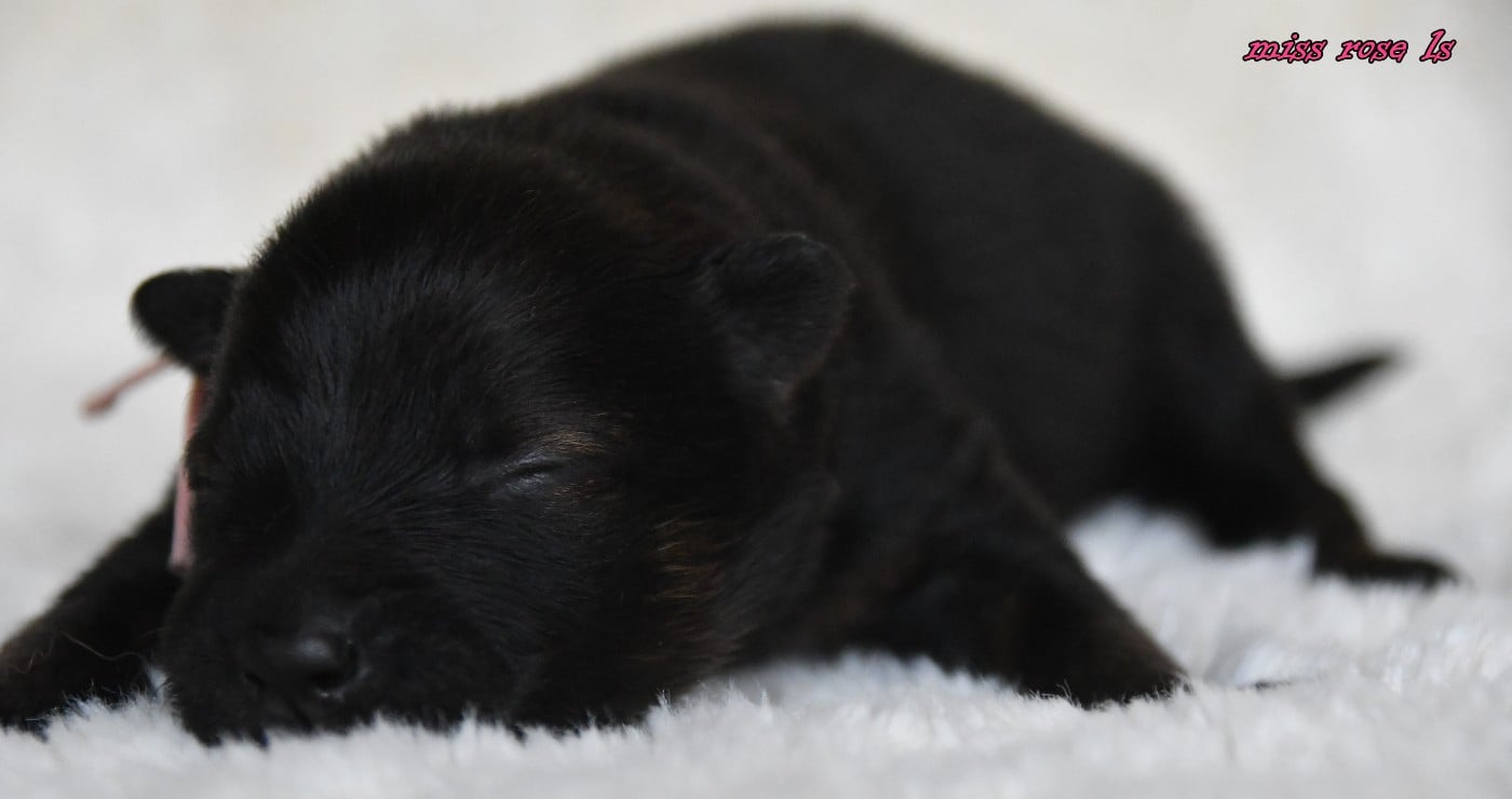 CHIOT 2