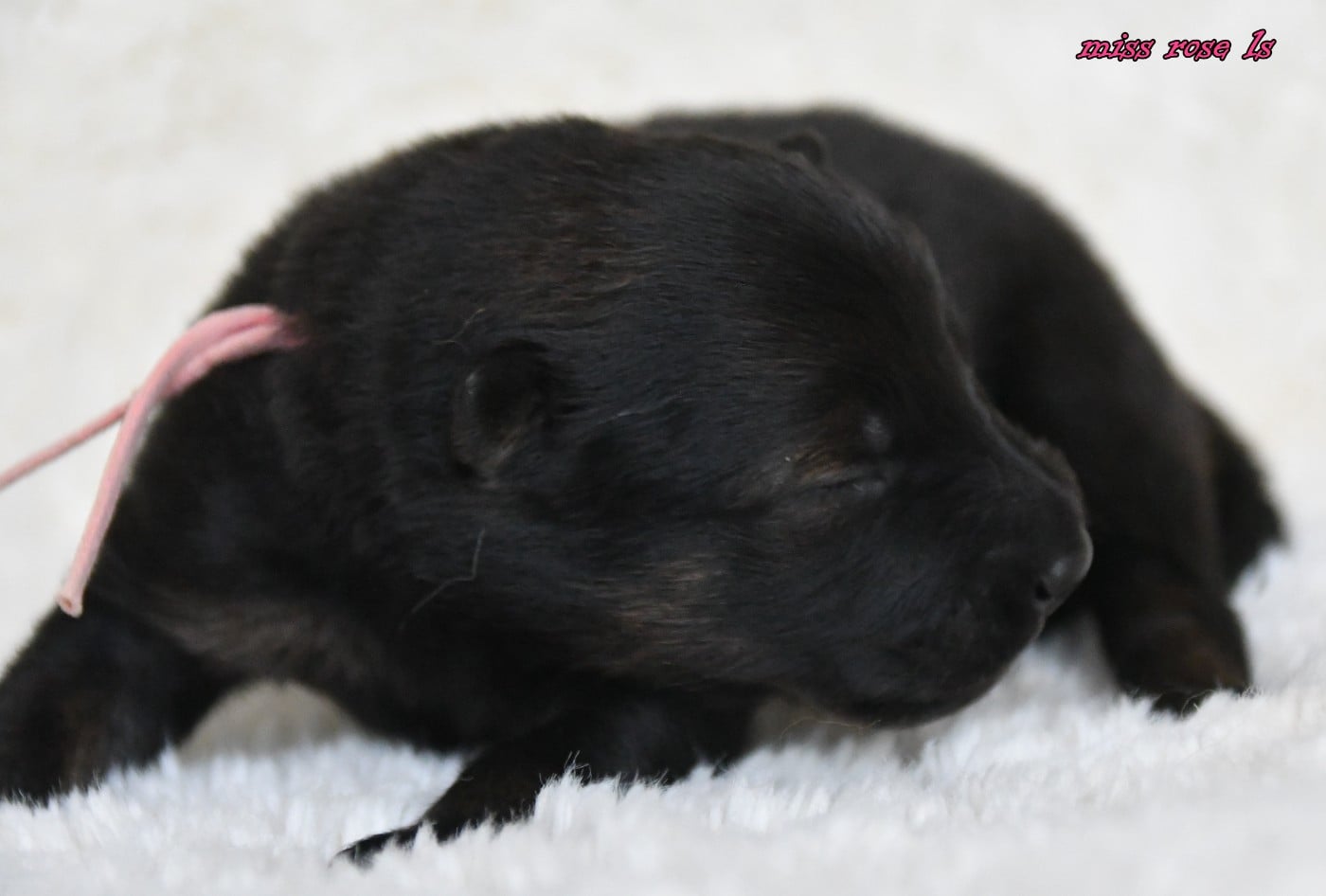 CHIOT 2