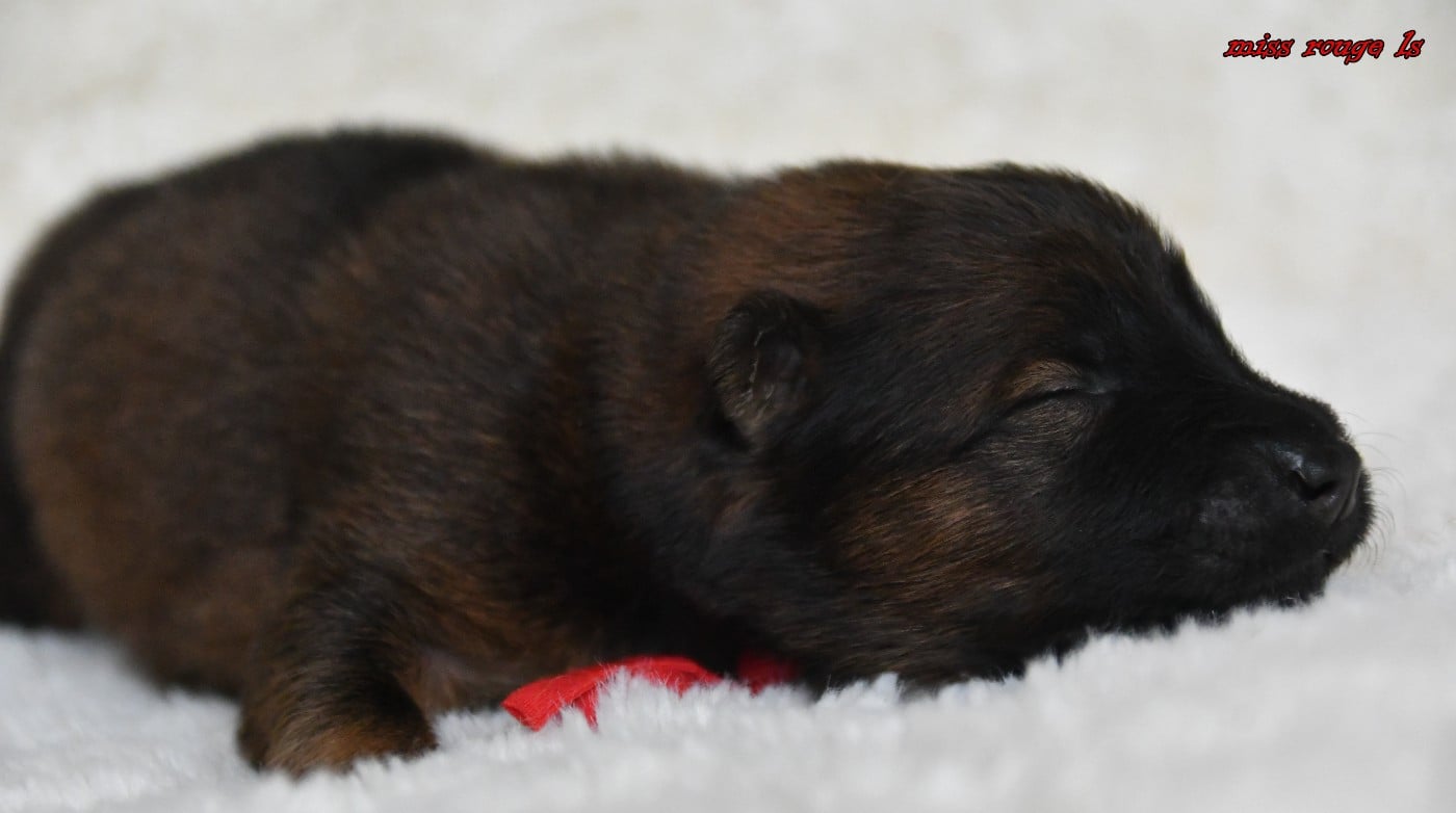 CHIOT 3