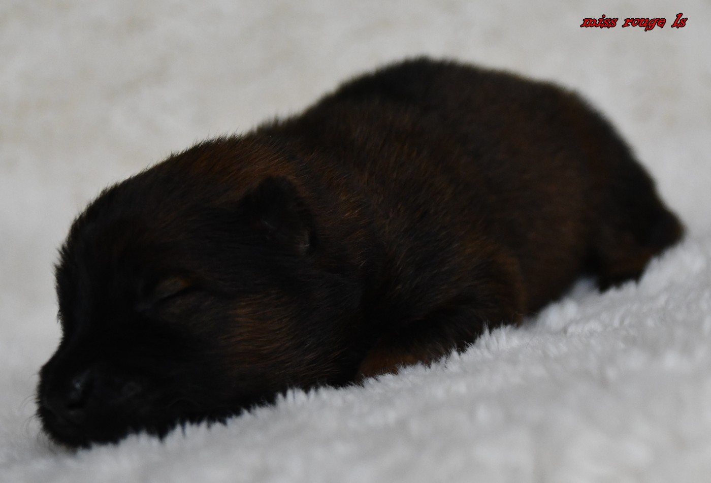 CHIOT 3