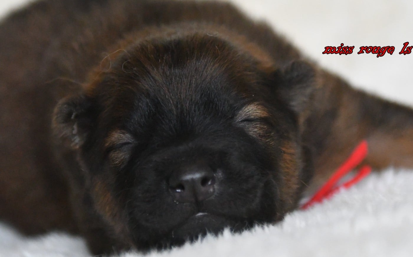 CHIOT 3