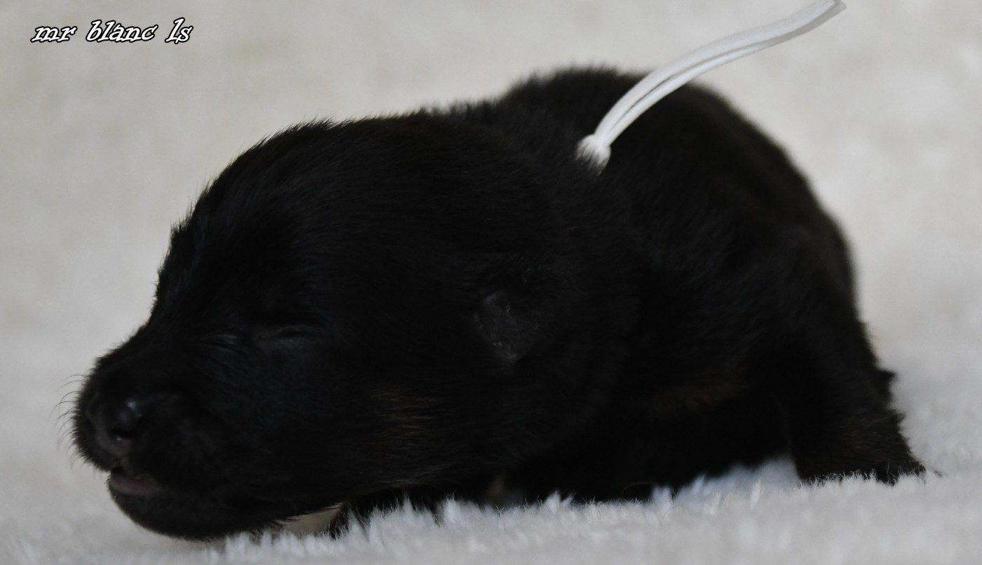 CHIOT 4