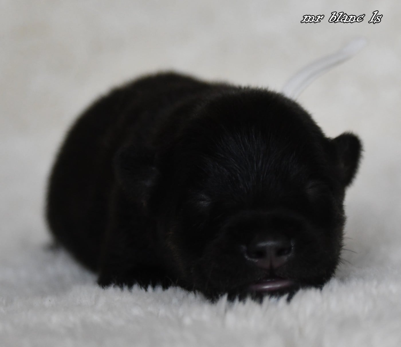CHIOT 4