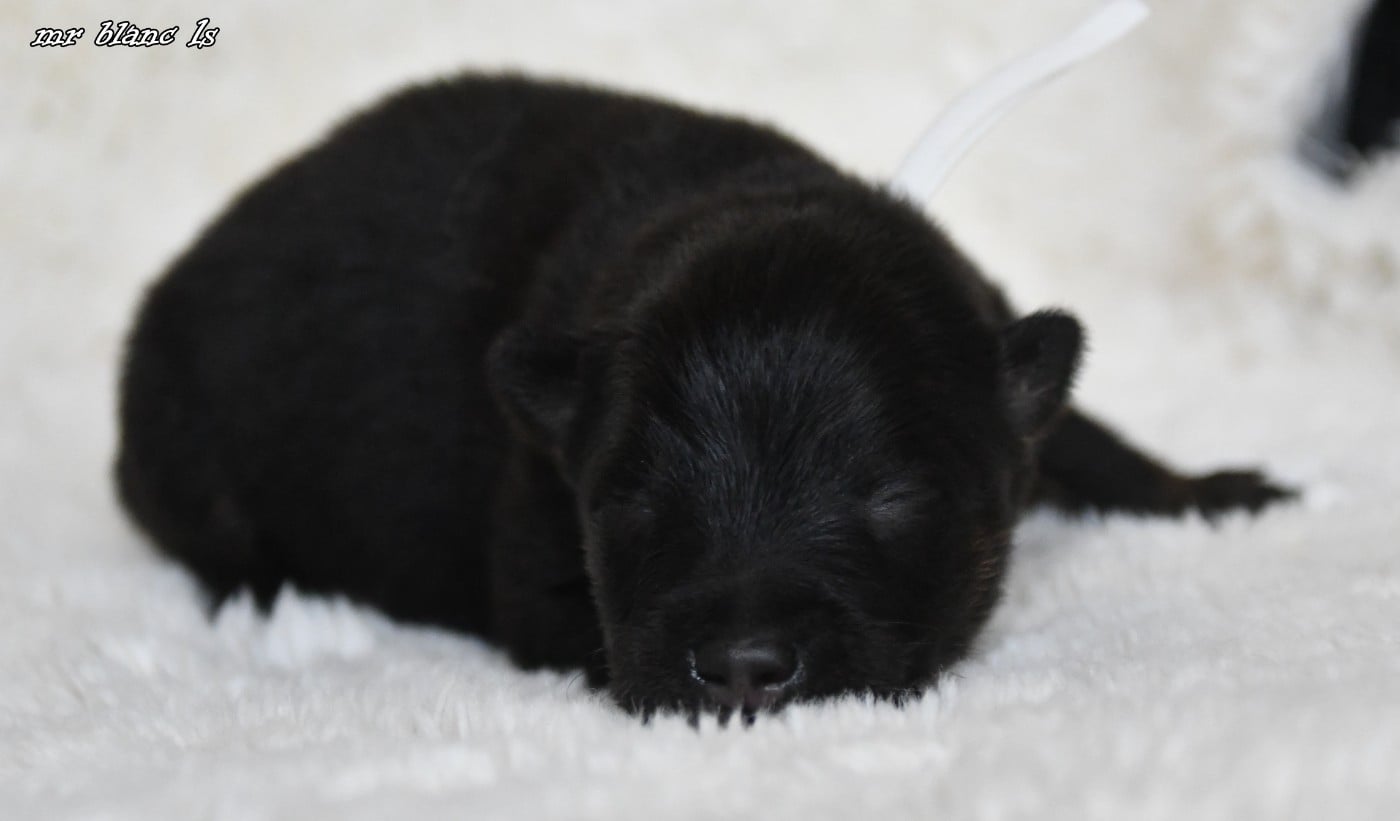 CHIOT 4