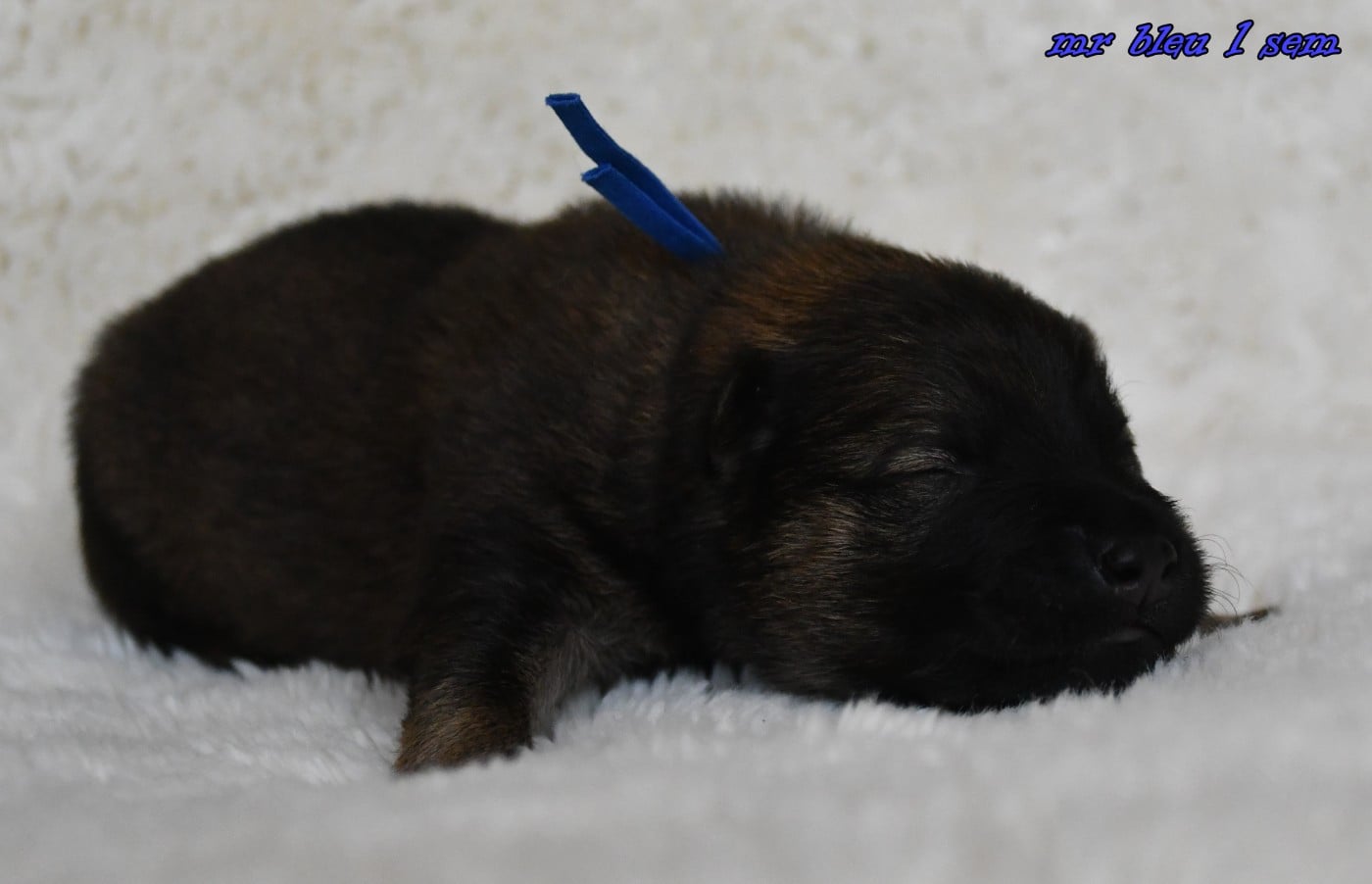 CHIOT 5