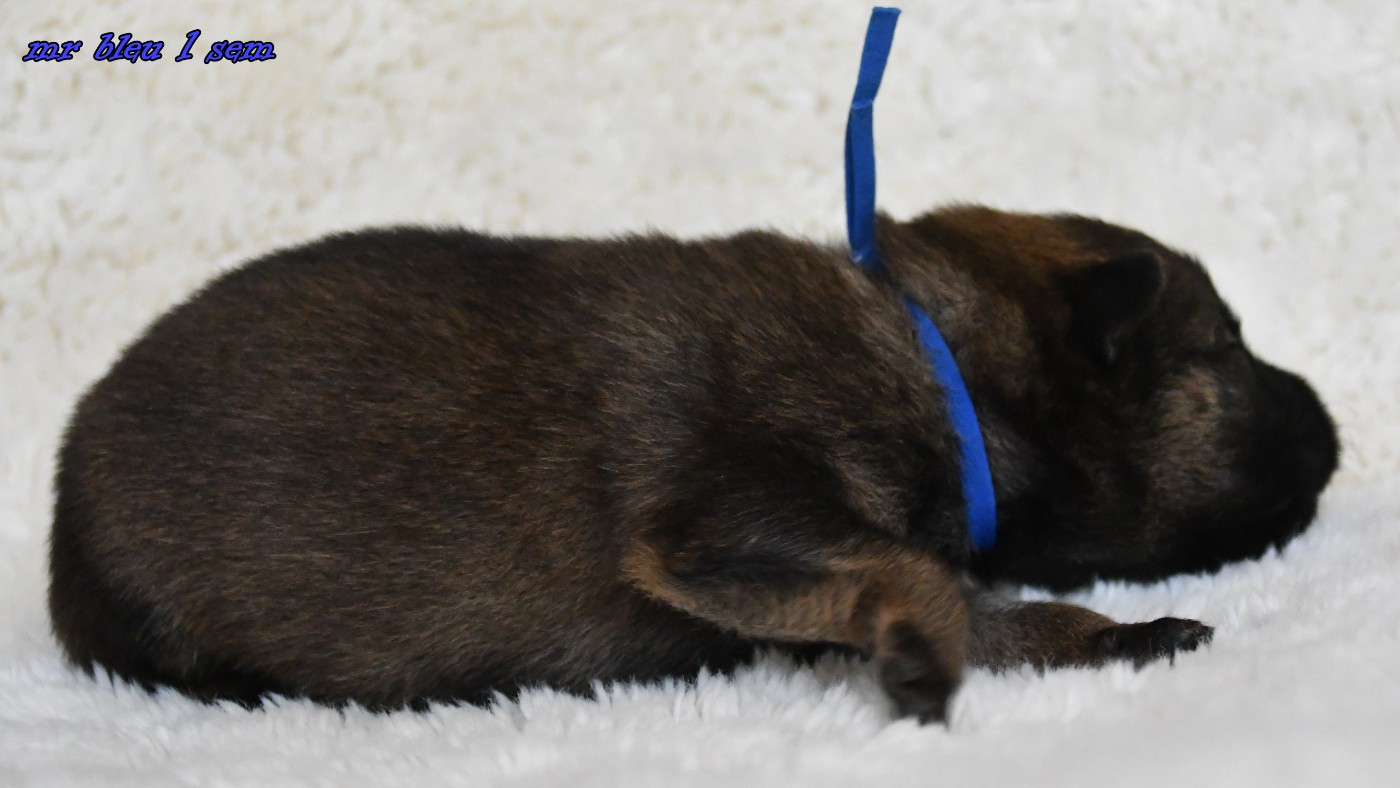 CHIOT 5