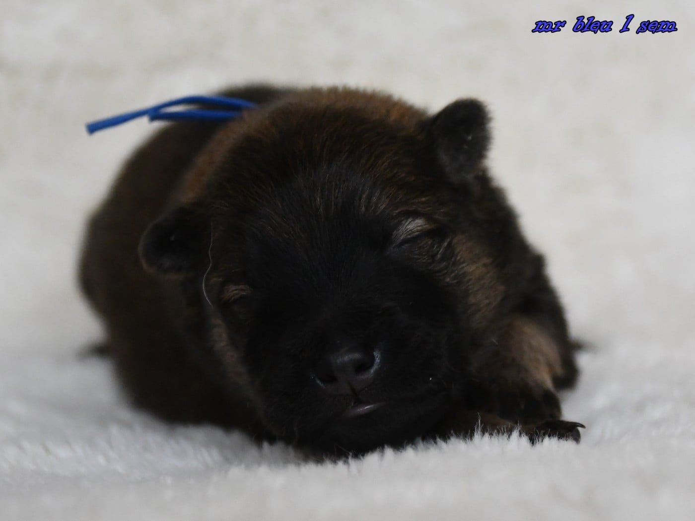 CHIOT 5
