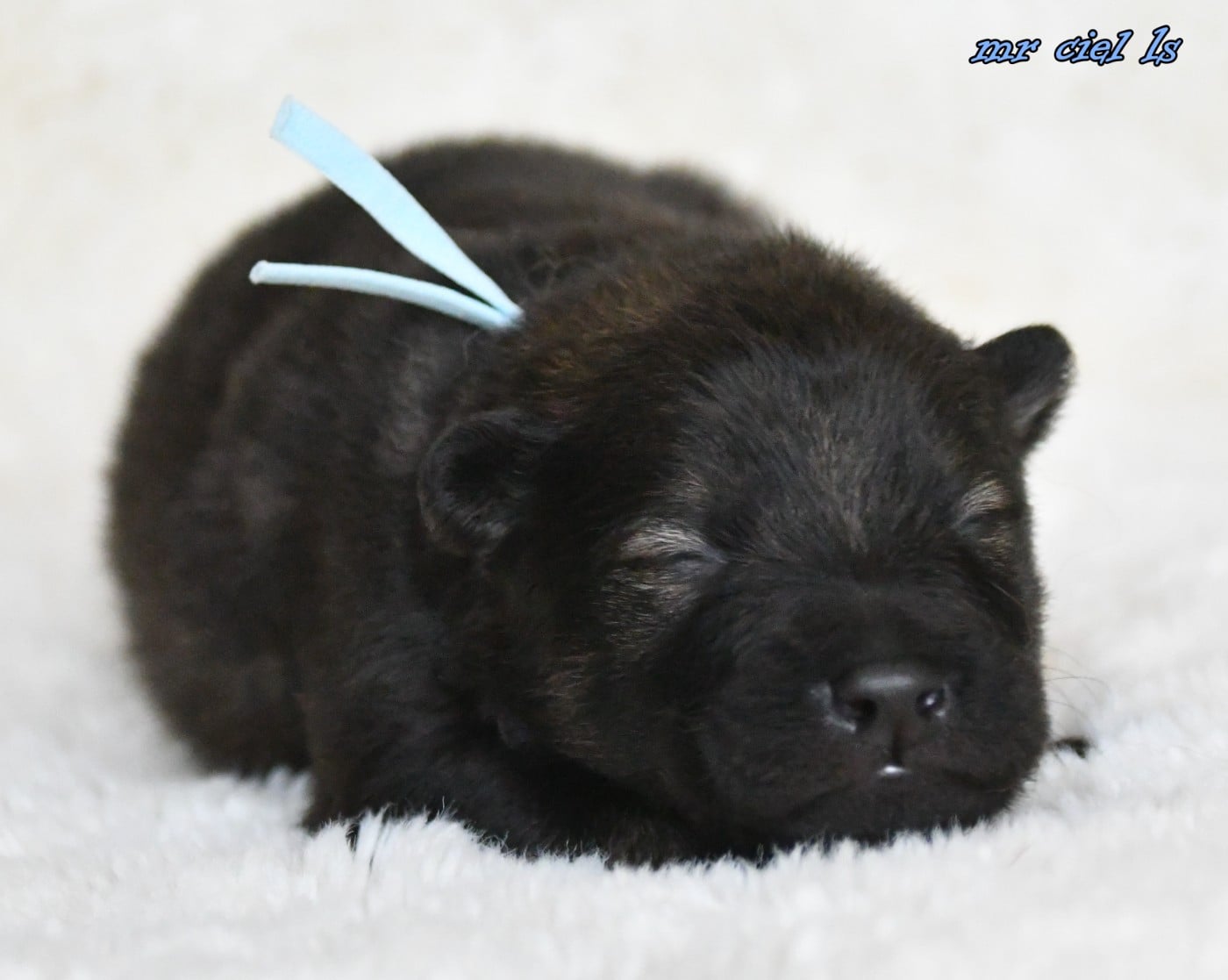 CHIOT 6