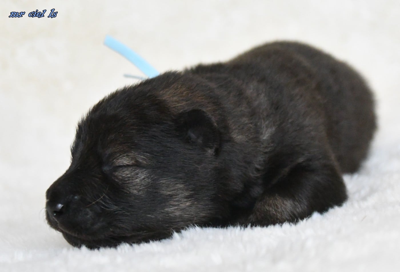 CHIOT 6